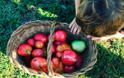 JORNADA MENJADORS ESCOLARS – mengem d’aquí